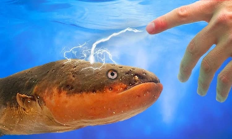 ಈ ಮೀನು ಮುಟ್ಟಿದರೆ ಶಾಖ್ ಗ್ಯಾರೆಂಟಿ;ಈಜಾಡುವ ಎಲೆಕ್ಟ್ರಿಕ್ ವೈಯರ್ ಬಗ್ಗೆ ನಿಮಗೆಷ್ಟು ಗೊತ್ತು?