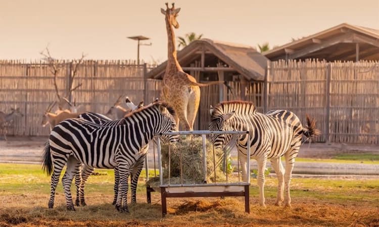 Dubai Safari Park: ವನ್ಯಜೀವಿಗಳ ಆಕರ್ಷಕ ಮೃಗಾಲಯ ದುಬಾೖ ಸಫಾರಿ ಪಾರ್ಕ್‌