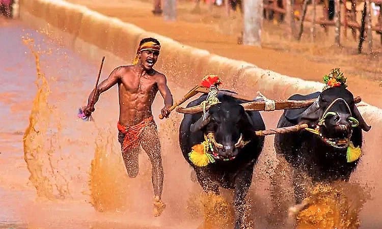 205 pairs participate in 22nd Lava–Kusha Jodukare Kambala at Miyar