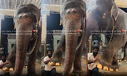 ಮಾವುತನ ಬಳಿ ಕಾಲಿನ ಮಸಾಜ್ ಮಾಡುವಂತೆ ಹಠ ಹಿಡಿದ ಆನೆ ಮರಿ; ವಿಡಿಯೋ ವೈರಲ್
