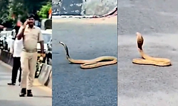 Cobra: ಪ್ಯಾಲೇಸ್ ರೋಡಲ್ಲಿ ಹೆಡೆ ಎತ್ತಿ ನಿಂತ ಬುಸ್ ಬುಸ್... 40 ನಿಮಿಷ ಸಂಚಾರ ಅಸ್ತವ್ಯಸ್ತ