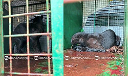 Belthangady: ಶಿರ್ಲಾಲ್ನಲ್ಲಿ ಬೋನಿಗೆ ಬಿದ್ದ ಕರಿ ಚಿರತೆ..!