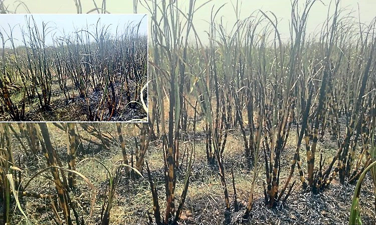 Six acres of sugarcane crop destroyed in short circuit fire in Yadgir