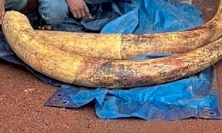 Three arrested for illegal elephant tusk transport in Mangaluru