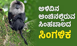 Lion-tailed macaque: ಅಳಿವಿನ ಅಂಚಿನಲ್ಲಿರುವ ಸಿಂಹಬಾಲದ ಸಿಂಗಳಿಕ