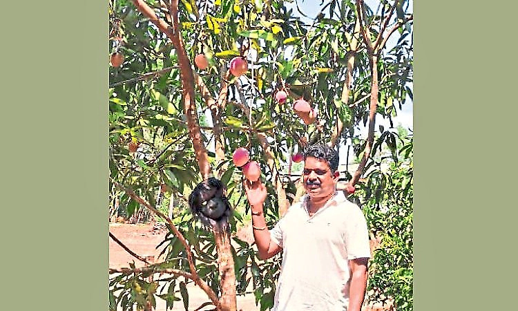 World’s most expensive mango in Tarikatte garden!