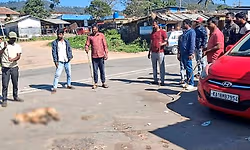 Kottigehara: ಹುಚ್ಚು ನಾಯಿಗಳ ಕಾಟ; ಐವರಿಗೆ ಕಚ್ಚಿ ಗಾಯ