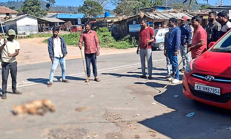 Kottigehara: ಹುಚ್ಚು ನಾಯಿಗಳ ಕಾಟ; ಐವರಿಗೆ ಕಚ್ಚಿ ಗಾಯ