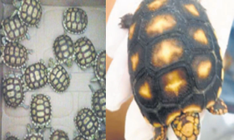47 rare wildlife species seized at Kempegowda Airport in suspected smuggling attempt