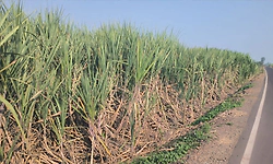 ಮಳೆ ಕೊರತೆ: ಕಬ್ಬು, ಅರಿಷಿಣ ಇಳುವರಿ ಭಾರಿ ಕುಸಿತದ ಭೀತಿ