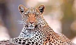 Yelandur: ಬೆಳ್ಳಂಬೆಳಗ್ಗೆ ಹಸುವಿನ ಮೇಲೆ ಚಿರತೆ ದಾಳಿ; ಗ್ರಾಮಸ್ಥರಲ್ಲಿ ಆತಂಕ