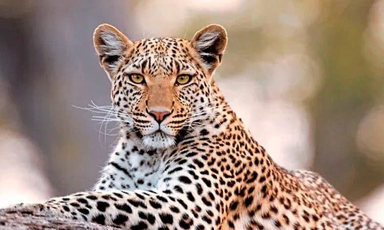 ಚಾಮರಾಜನಗರ