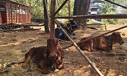 Bhatkala: ಹುಲ್ಲು-ನೀರು ನೀಡದೆ ಜಾನುವಾರುಗಳನ್ನು ಕಟ್ಟಿಹಾಕಿದ್ದ ಆರೋಪ; ವ್ಯಕ್ತಿ ಬಂಧನ