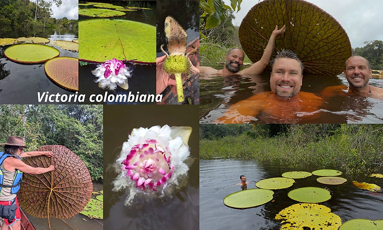 Flower Files: How an Instagram selfie post led to the discovery of a rare giant water lily