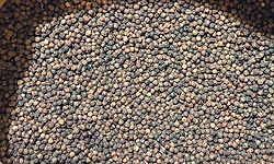 ಕರಾವಳಿಯ ಬೆಳೆಗಾರರಿಗೆ "ಕರಿಚಿನ್ನ'ದ ಆಸರೆ