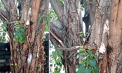 Bengaluru: ಎಚ್ಎಸ್ಆರ್ ಲೇಔಟ್ನಲ್ಲಿ 184 ಮರಗಳಿಗೆ ಕುತ್ತು