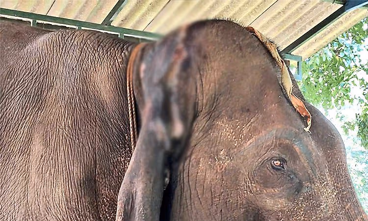 Man trampled to death by elephants in Jharkhand