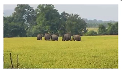 ಆನಂದಪುರ: ಗೌತಮಪುರ, ತ್ಯಾಗರ್ತಿ ಸುತ್ತಮುತ್ತ ಕಾಡಾನೆಗಳ ಸಂಚಾರ; ಸಾರ್ವಜನಿಕರಿಗೆ ಎಚ್ಚರಿಕೆ