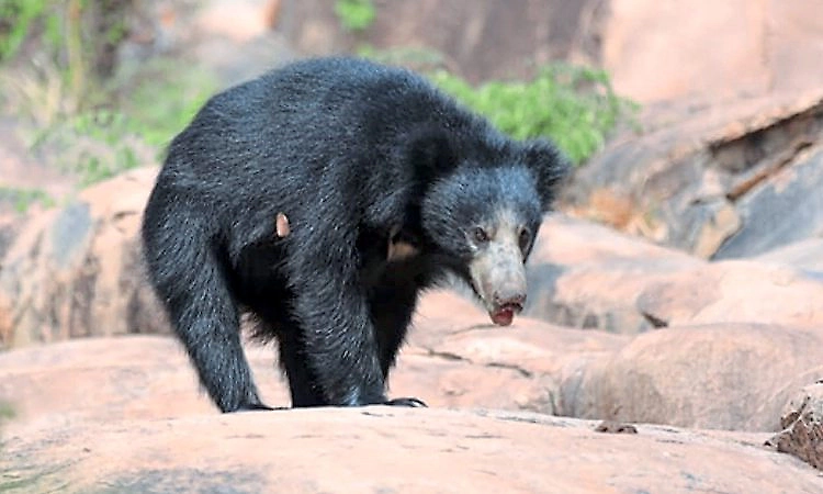 Bear attack leaves Soliga man seriously injured