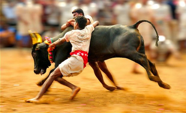 jallikattu.jpg