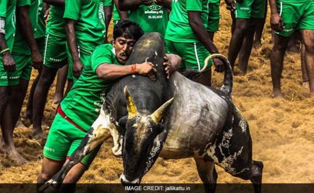 jallikattu_650x400_81484201176.jpg