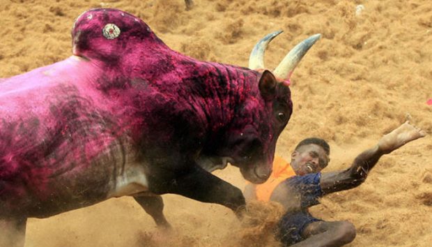 Jallikattu-700.jpg