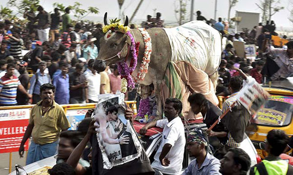 jallikattu-chennai-pti_.jpg