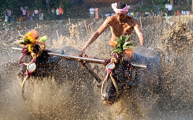 Kambala-650.jpg