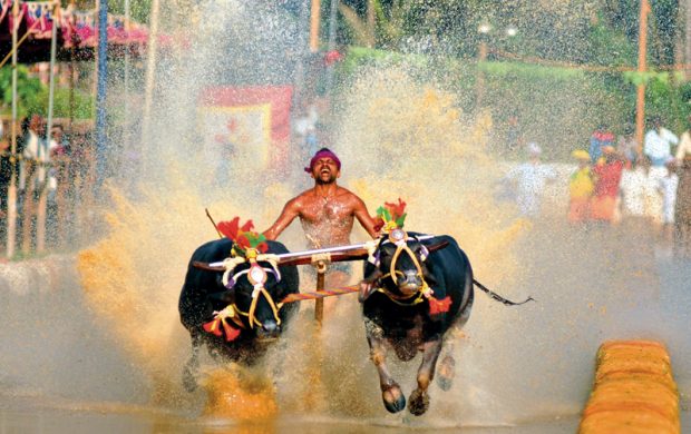 kambala.jpg