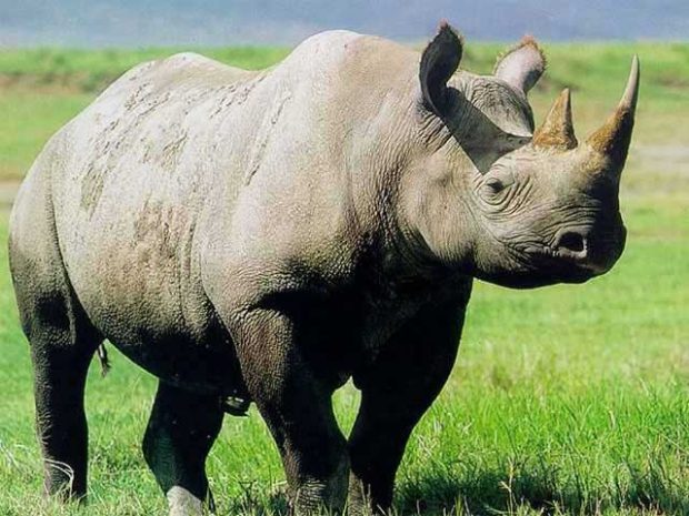 Rhinoceros-700.jpg