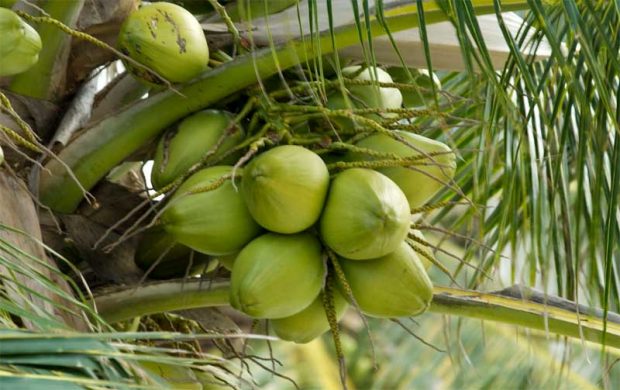 Coconut-growers.jpg