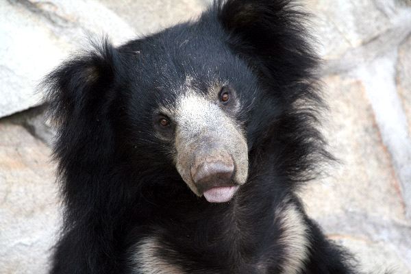 Sloth-Bear-700.jpg