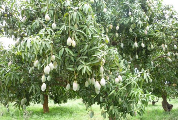 Thotapuri_Mango_tree_in_Kol.jpg