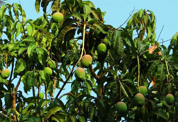 mango-trees.jpg