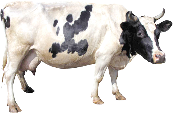 Cow-1-5.jpg