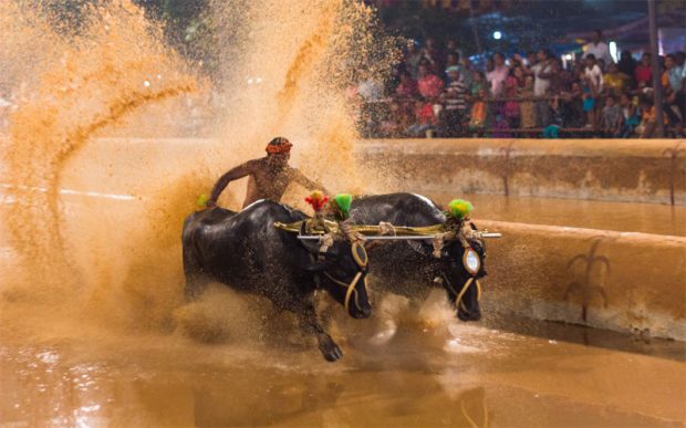 kambala-800.jpg