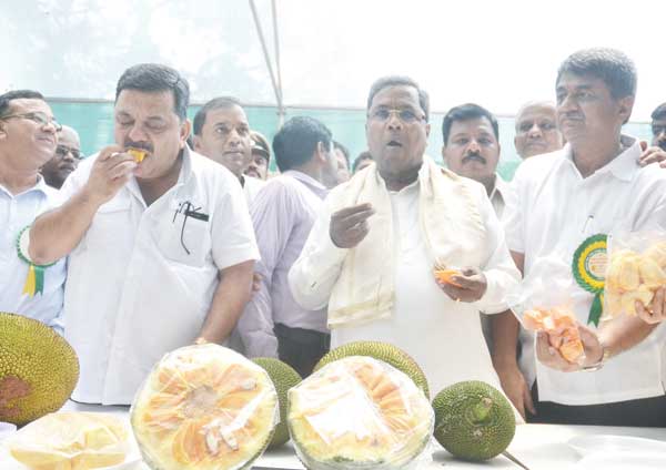 siddu-eat-mango.jpg