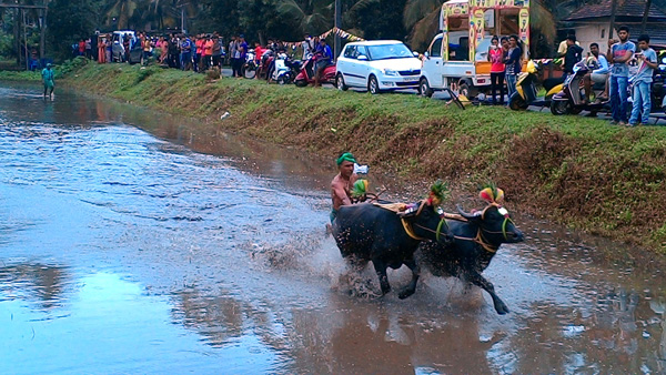 Kambala-17-7.jpg