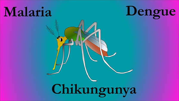 chicken-dengue.jpg