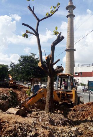 jayamahal-road-tree.jpg