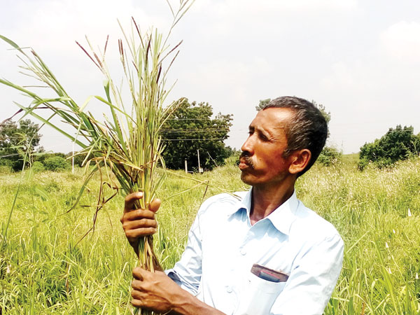 samrudha-haraka.jpg