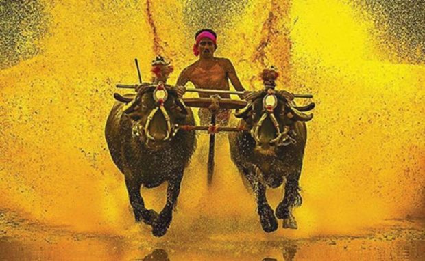 kambala.jpg