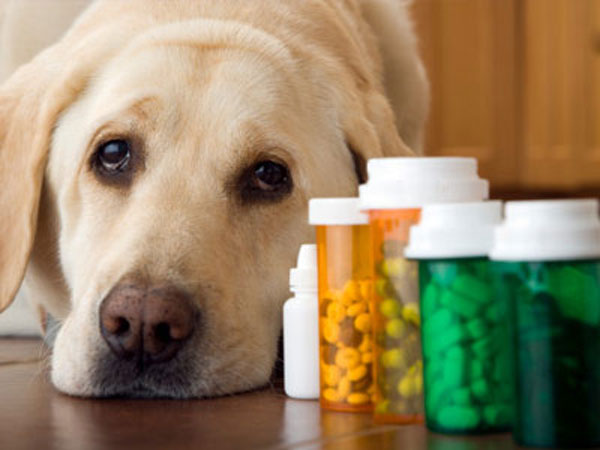 Veterinary-Drugs-600.jpg