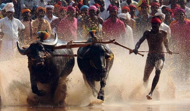 kambala.jpg