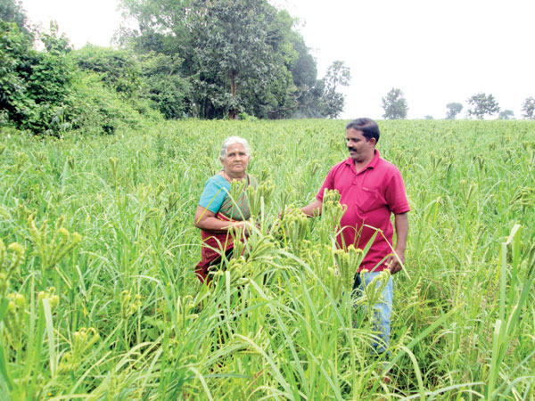 raagi-belaedavannu.jpg