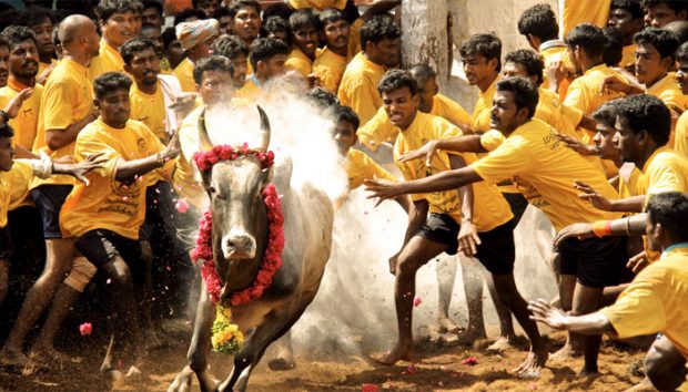 Jallikattu-700.jpg