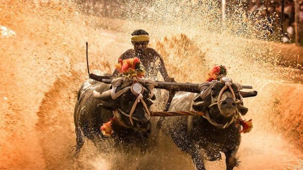 Kambala-in-Karnataka.jpg