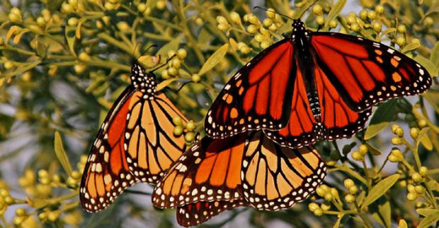 Annual-Monarch-Butterfly.jpg