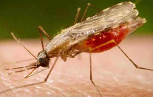 Malaria-Solle-26-12.jpg