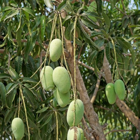 54723746-young-mango-mango-tree.jpg